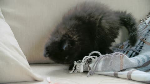 A Pet Kitten Playing With A Blanket In The Sofa!!