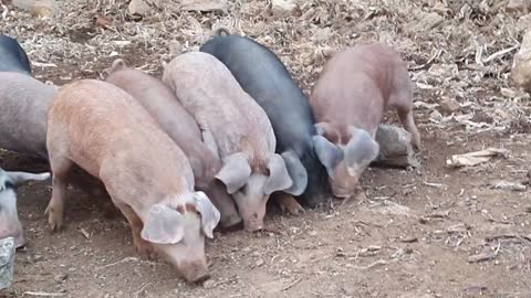 Pig Sound - Free-range Pig - Pig Breeding