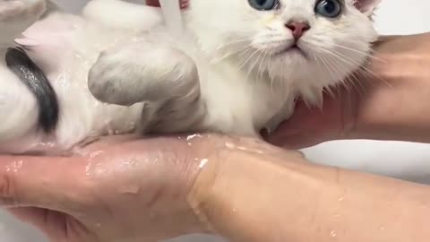 cat loving bath