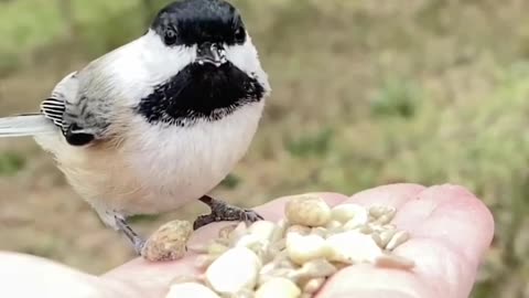 Hand-Feeding a Beautiful Black-Capped Chickadee in Slow Motion.