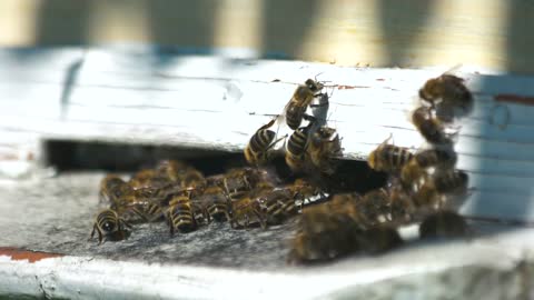 Swarm of bees in apiary close up. Honeybees swarm in wooden beehive close up