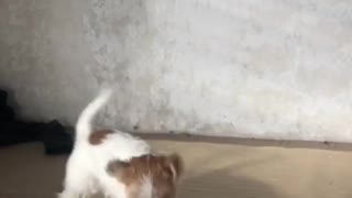 Doggo Gives Toy some Vicious Whiplash
