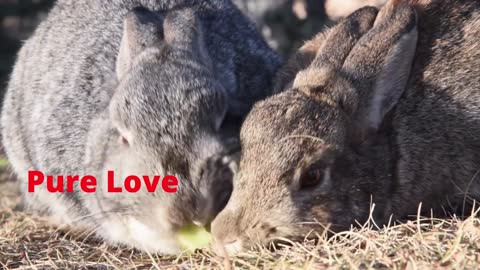 Pure Love Rabbits