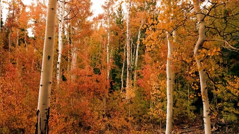 Enjoy Birch autumn trees in 4K UHD