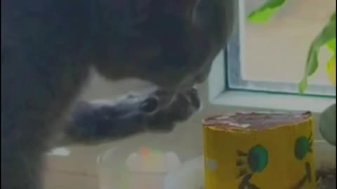 🐱 A funny cat drinks milk in an interesting way.