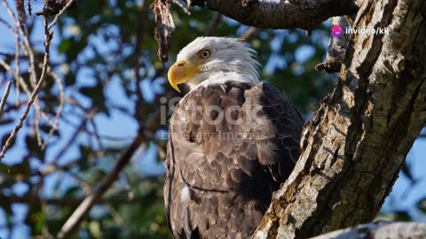 Bald Eagle Documentary | Wild Wonders 4K HD