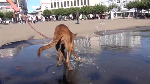 Funny dog wants to catch the water