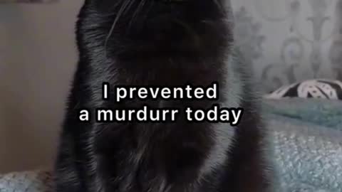 Shocking 🙀 Cat Prevented A Murder