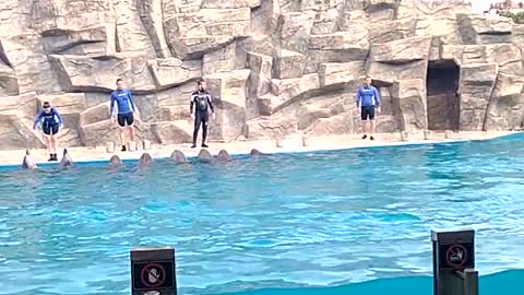Super Dolphin show in Georgia