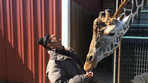 Giraffe Takes Carrot From Woman's Mouth, She Becomes Frozen