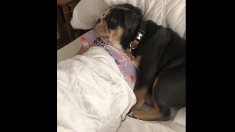 Puppy’s Heartwarming Cuddle With a Little Girl