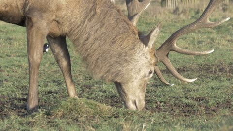 Big Elder Deer Eating Fresh Grass In Field