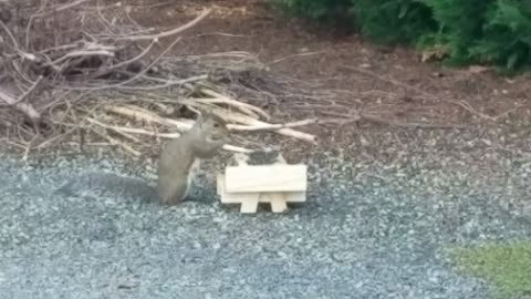 Squirrel on picnic table