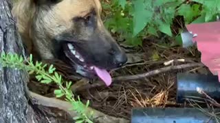 Chipmunk verses Malinois