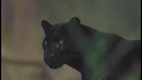 How did you feel when the panther turned and looked back at you?