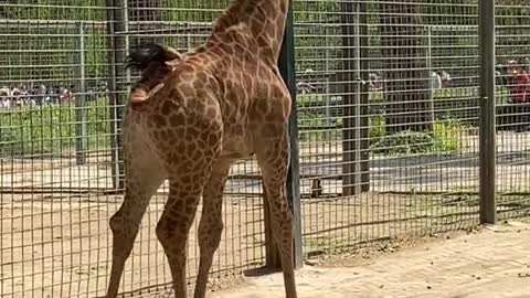 Cute giraffe takes a walk after eating