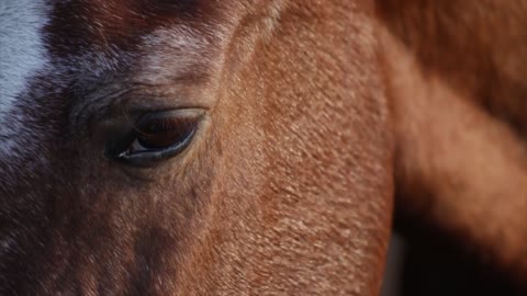 Horse Animals Head Eyes Equine - Horse Animals Head Eyes Equine