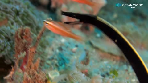 How an Ribbon Eel Catch a Fish