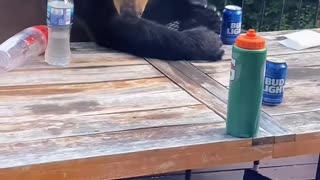 Bears Knock Over Beers on Back Porch