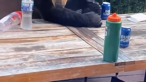 Bears Knock Over Beers on Back Porch