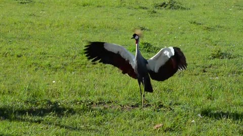 Crowned crane dance