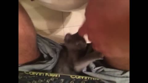 Russian Blue Citty plays in pants, Try not to laugh
