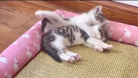 Cute kittens❤️