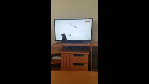 Kitten can't get enough of the Winter Olympics