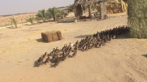 Lot of ducks made line for going back home