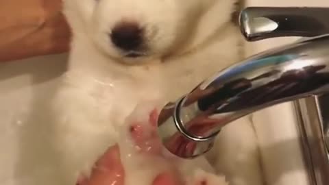 Baby Husky taking a bath