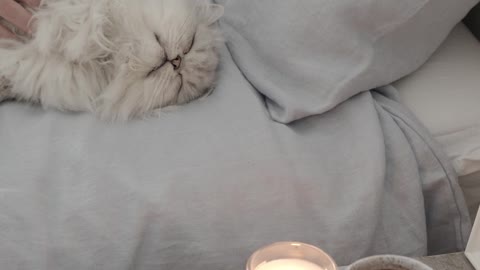 White Cat Lying Down on the Bed