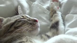 Dreaming Kitten Is Twitching