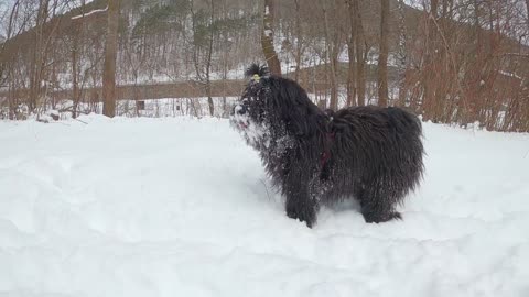 The dog plays in the snow and puts its face inside it