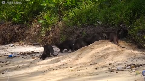 9 Animals Reunited With Their Babies: Animal Reunion Compilation | The Dodo Best Of