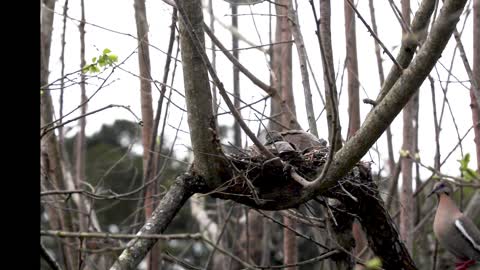 White-Winged Dove, Spring Texas 190319-2