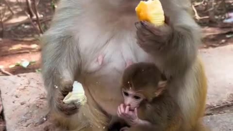 How monkey eats my cake 🥴