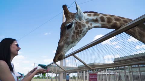 Woman feeds giraffe at contact zoo