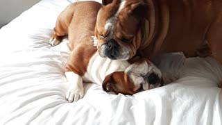 English Bulldogs play-fight all over their owner's bed