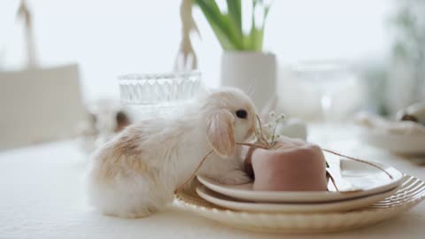 A Bunny Stepping on Plates on top of a Table