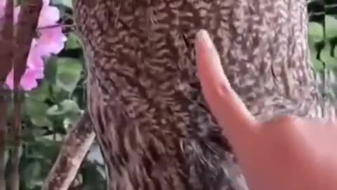 Owl turning his head