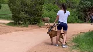 Deer at Garden of the Gods