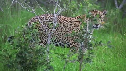 Jaguar attacking a capybara