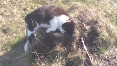 Betty Explore a mysterious dirt pile