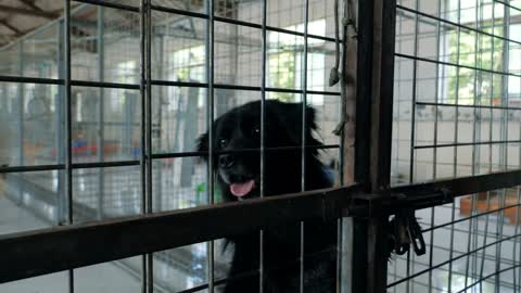 Stray dog pushes his paw through his cage's wires. seeking attention at the dog farm