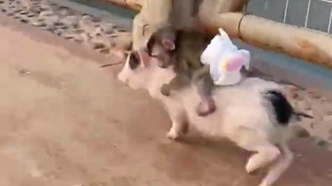 Adorable Baby Monkey In Diapers Rides On Cute Miniature Piglet!! | Cute Animals