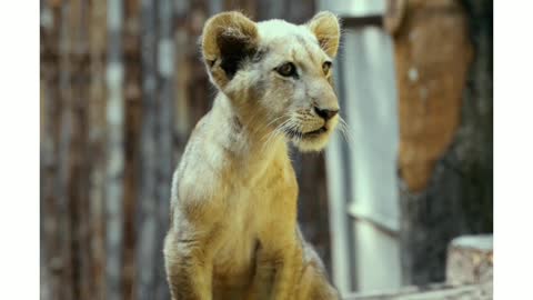 Baby lion crying and find his mother lion