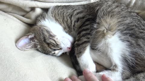 Kitten Sleeps Curled Up and Shows His Belly