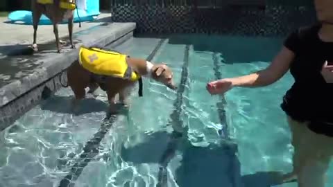 Teaching my Canet dog how to swim