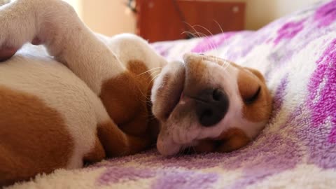 Little Puppy Beagle Dog sleeps on a Bed