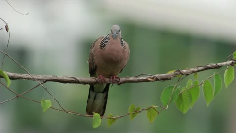 Brown dove in a tree - With great music